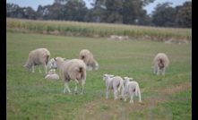  Sheep producers can hep shape their industry by completing an MLA and AWI survey. Picture Mark Saunders.