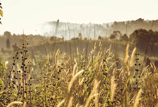 Research finds how intensive agriculture turned wild plant into pervasive weed