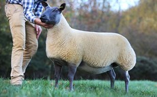 Knighton and Perdi flocks sell to 6,000gns twice