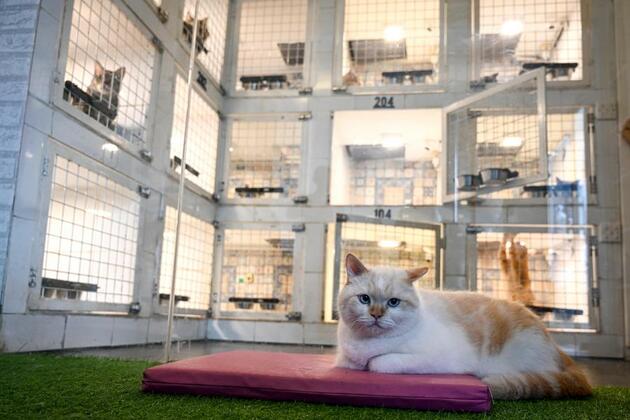 Asia Album: Pet hotel in Jakarta, Indonesia