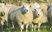 Blowfly Emergence Forecast launched to help sheep farmers stay ahead of flystrike risk