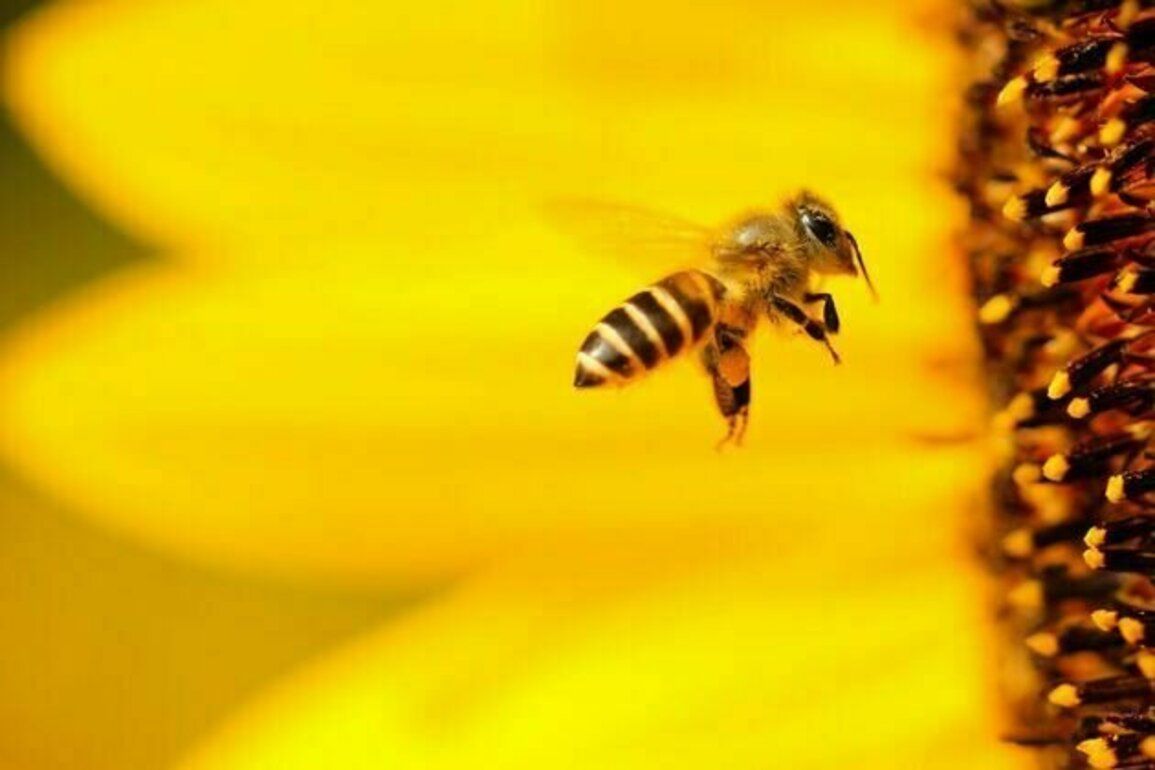 From bees doing maths to fish driving cars: teaching animals irrelevant skills can help unlock the secrets of cognition - podcast