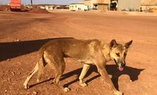 A visitor at the Telfer gold mine in remote WA