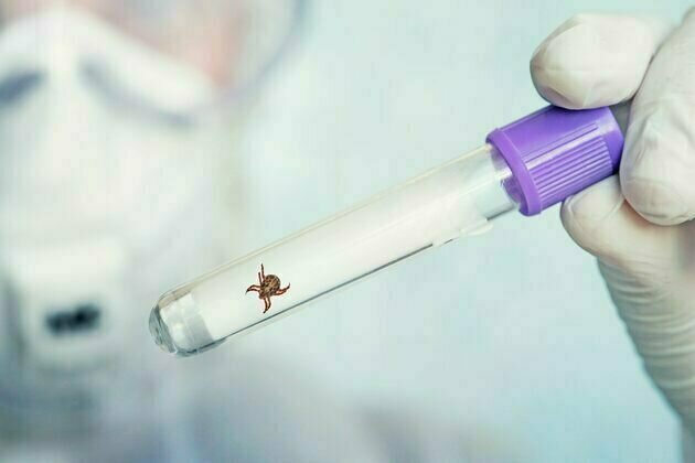 New virus uncovered in China - is this a sign tick-borne diseases are on the rise?