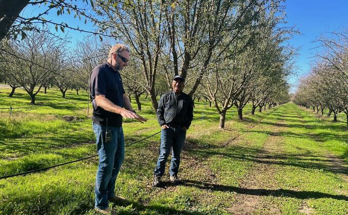 Wes Sperry (left), CEO and ranch manager of Sperry Farms almond orchards in Waterford, California, shows young cover crops sprouting between rows of almond trees to Paul Lum, senior agricultural specialist with American Farmland Trust. Credit: Barbara Grady for GreenBiz