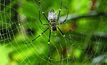 Synthetic spider venom adds bite to crop protection