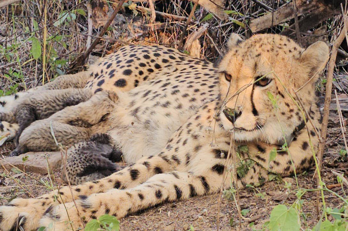 MP: Indian-born cheetah Mukhi gives birth to 5 cubs at Kuno National Park