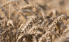 Milling wheat spec weight lowest since 2012