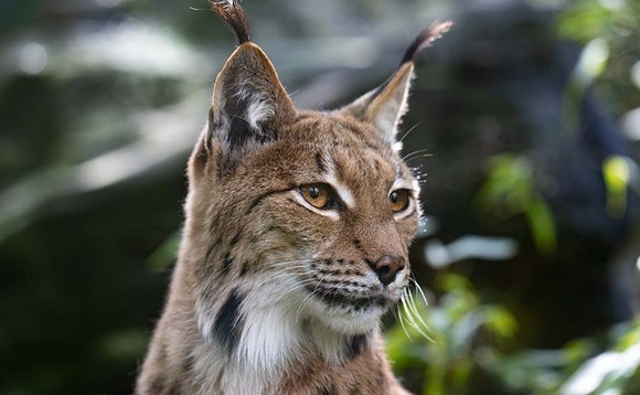Lynx UK Trust to resubmit application