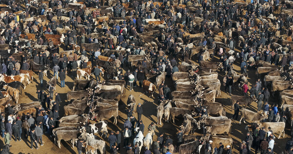 Livestock brokers in China Xinjiang seize their moment