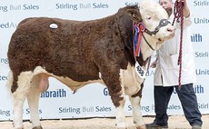 Stirling Bull Sales: Simmental breed leads trade at 16,000gns