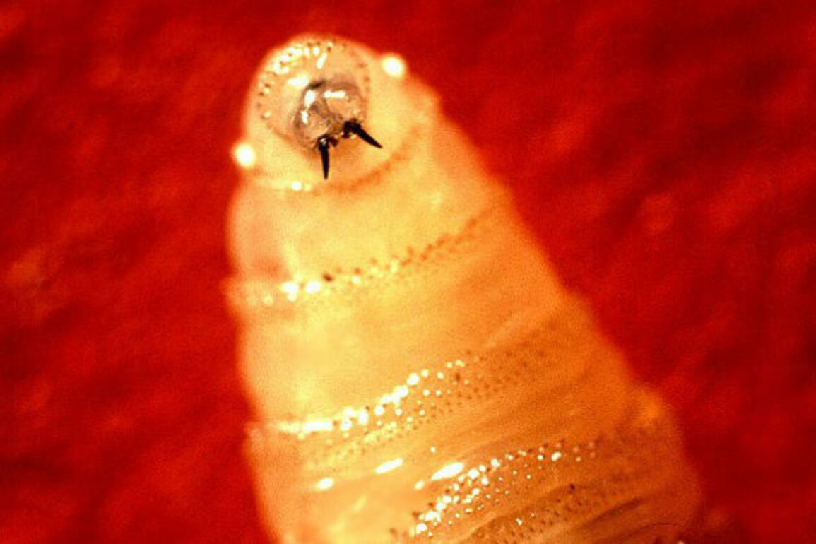 USDA revives insect warfare to protect livestock and wildlife