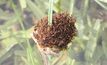 Red imported fire ants have been forming large floating rafts and hitching a lift across flood waters in Queensland. 