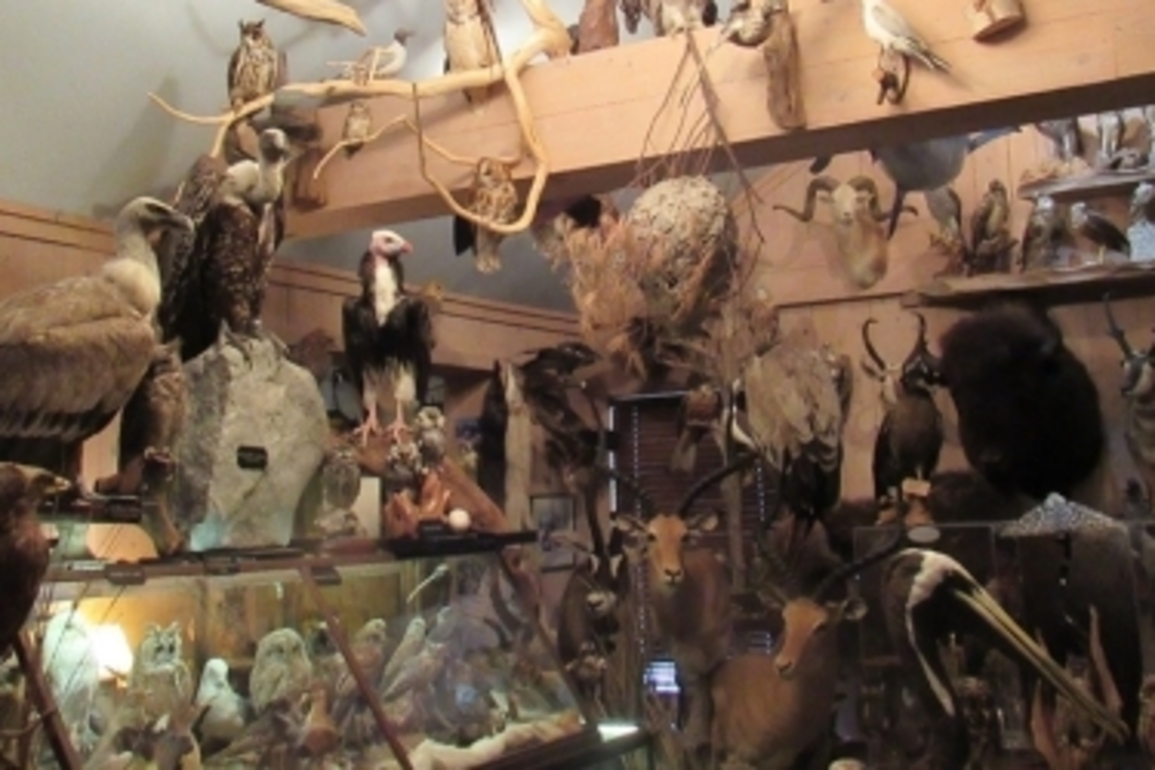 Alabama man sentenced in one of largest bird trafficking cases in U.S. history