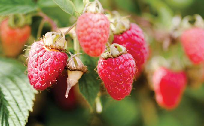 Bureaucracy holds back fruit industry's potential