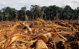 European Commission proposes further one-year delay to EU anti-deforestation rule