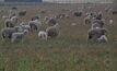 Flooding, sheep losses in NSW, ACT
