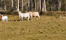 Woolworths will only sell deforestation-free beef from 2026. Credit: Sherjaca, Shutterstock.