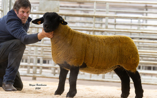 Dark Diamond Suffolks top at 14,000gns