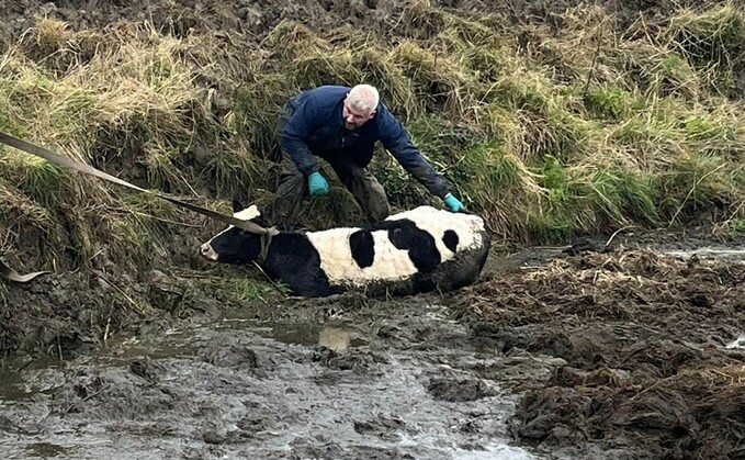 A farmer assisted fire crews to save a heifer from a slurry pit at a farm in Dorset