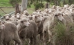 PETA video shows cruelty inflicted by Australian sheep shearers