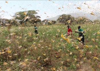 Kenya Says Likely To Face Second Wave Of Desert Locusts - New Vision