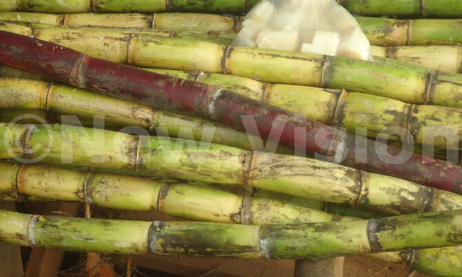Sugarcane price remains high Sugarcane price remains high