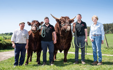 Celebrating 40 years of breeding Salers cattle