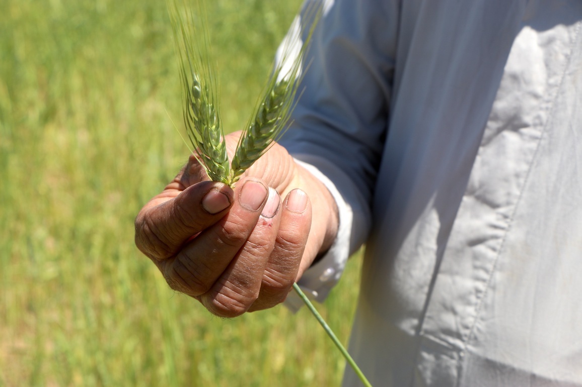 SYRIA-HASAKAH-WHEAT SEASON