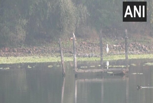 Nagpur: Annual Asian Waterbird Census underway, exotic birds spotted around Nagpur