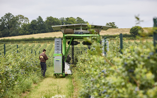 Producer launches 2026 blueberry season with biggest crop yet