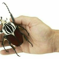 Le plus grand insecte du monde est menace d'extinction : comment sauver deux espces de scarabees Goliath d'Afrique