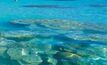 WA EPA to review all Ningaloo projects 