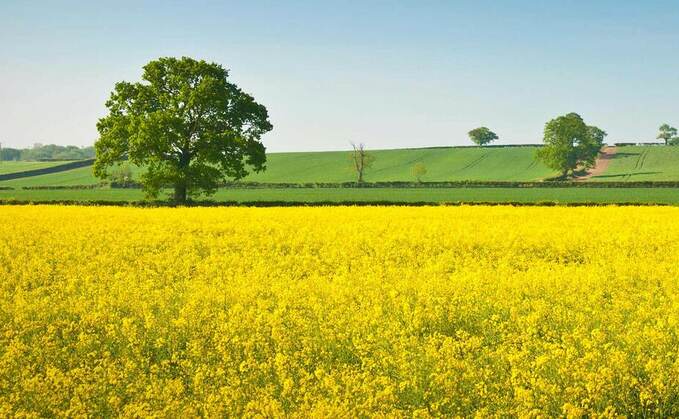 Get ahead this autumn with OSR Clearfield varieties