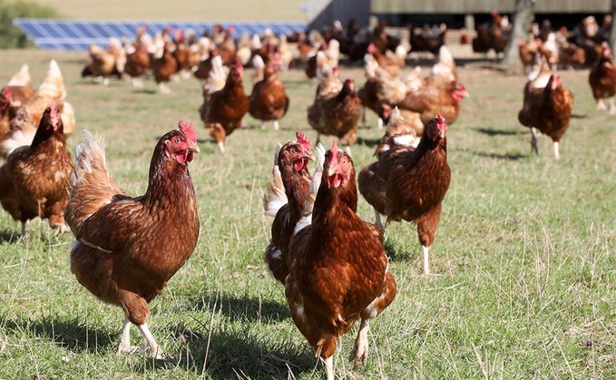 Poultry flocks culled to tackle bird flu