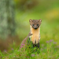 As pine martens are reintroduced to south-west England, a new study shows why local people need to be involved