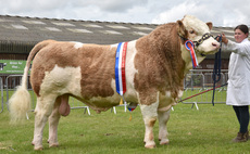 Supreme beef championship goes to Simmental bull at South of England Show