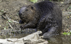 Defra confirms return of wild beavers in bid to reduce flood risk and boost biodiversity