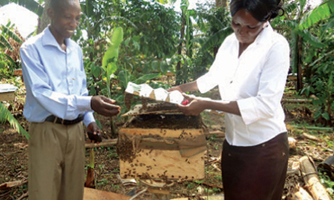 They tame, breed, sell honey bees They tame, breed, sell honey bees