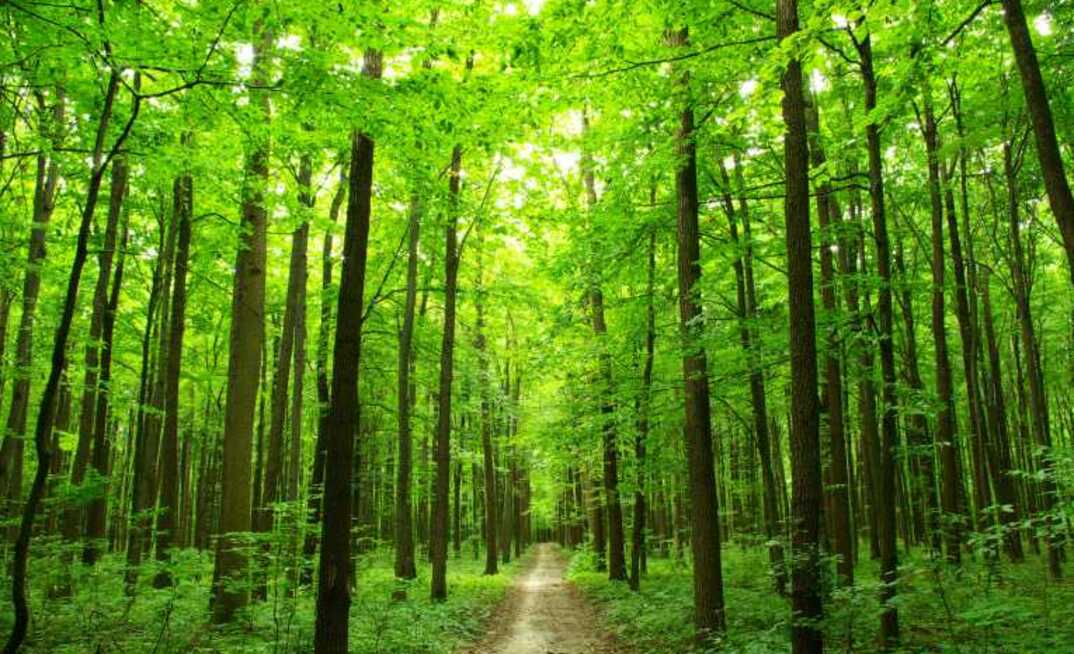 Location is everything for reforestaton projects