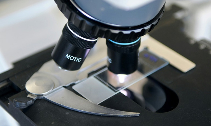 Scientists find powerhouses that fight tumours from within Scientists find powerhouses that fight tumours from within