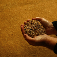 BRICS emerges as new global hub of food security
