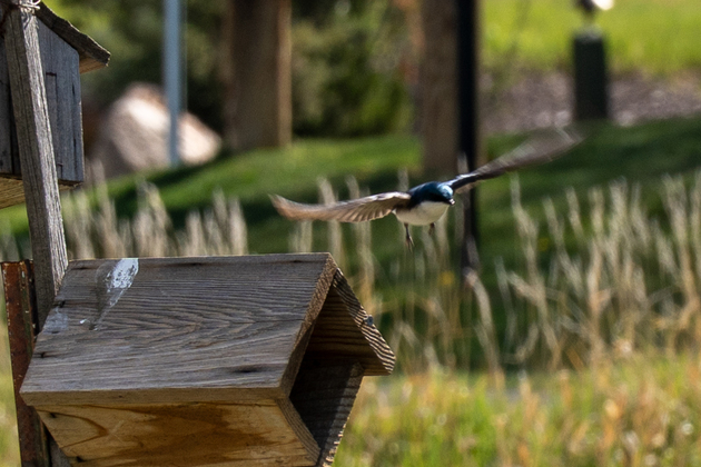 A wide world of birding awaits Wasatch County - Park Record