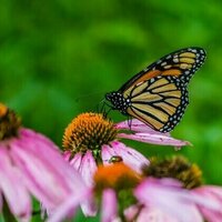 Here's how you can make your garden a safe and biodiverse space for urban wildlife
