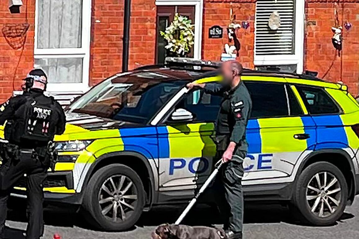 Woman attacked by four dogs at house in South Belfast