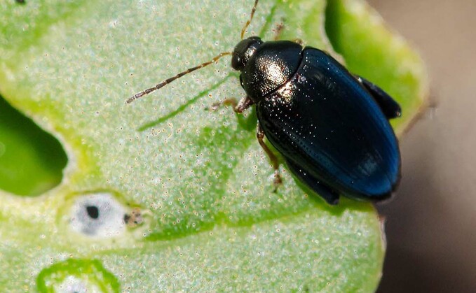 Farmer Richard Anthony says early digestate application saved his OSR from cabbage stem flea beetle