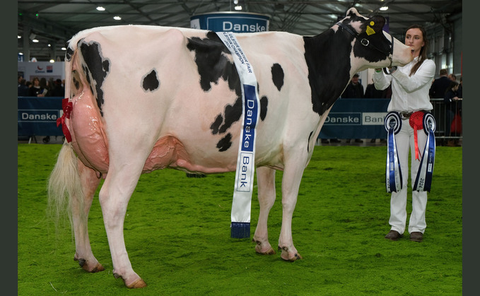 Inter-breed and Holstein champion, Hallow Octain Twizzle, from Hallow Holsteins, Gorey, Co Wexford. 