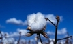 Spray drift threatens Aussie cotton industry