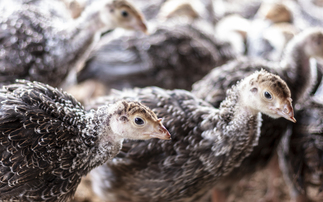 Inquiry launched after undercover filming raises welfare concerns at turkey farm