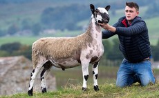 High of 40,000 twice for Bluefaced Leicesters at Hawes